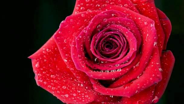 Gros Plan Une Belle Rose Rouge Recouverte Gouttes Eau Sur — Video