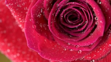 Koyu arkaplanda su damlalarıyla kaplı güzel kırmızı bir gülü yakından çek. Çiçek açan gül çiçeği. Düğün arkaplanı