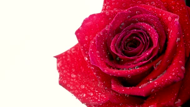 一朵美丽的红玫瑰 上面点满了水珠 绽放的玫瑰花 婚礼背景 白色背景的花朵 — 图库视频影像