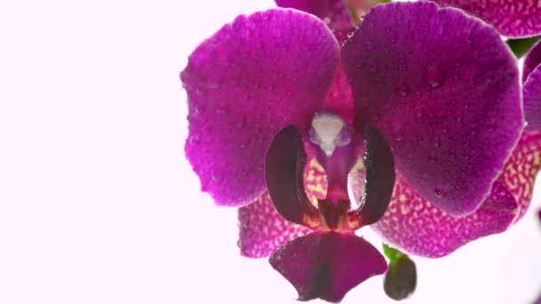 Feche Bela Orquídea Florescente Com Gotas Água Fundo Leve Flor — Vídeo de Stock