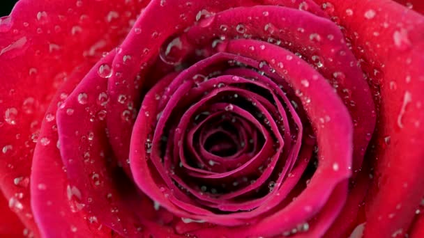 Gros Plan Une Belle Rose Rouge Recouverte Gouttes Eau Sur — Video