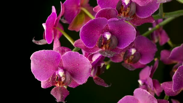 Close Van Een Prachtige Bloeiende Orchidee Met Waterdruppels Een Donkere — Stockvideo