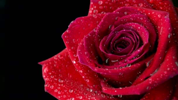 Primer Plano Una Hermosa Rosa Roja Cubierta Con Gotas Agua — Vídeos de Stock