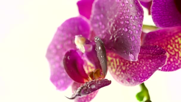 Nahaufnahme schöne blühende Orchidee mit Wassertropfen auf hellem Hintergrund. Blühende Blume. Hochzeitskulisse.