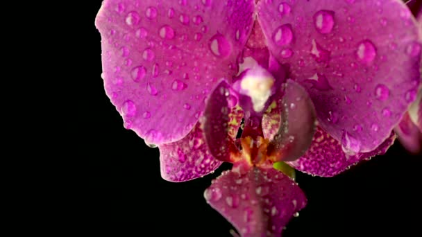 Közelkép Egy Gyönyörű Virágzó Orchidea Vízcseppekkel Sötét Háttérrel Virágzó Virág — Stock videók