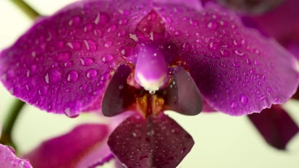 Feche Bela Orquídea Florescente Com Gotas Água Fundo Leve Flor — Vídeo de Stock