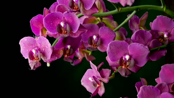 Primo Piano Una Bella Orchidea Fiorente Con Gocce Acqua Uno — Video Stock