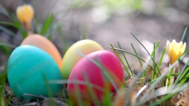 Bahçede güzel açan bahar çiçeklerinin yanında renkli Paskalya yumurtaları. Paskalya Yumurtası Avı Bahçede Paskalya konsepti.