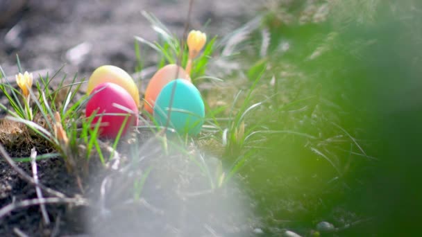 Кольорові Великодні Яйця Саду Біля Прекрасних Весняних Квітів Полювання Пасхальних — стокове відео