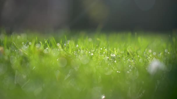 Primer Plano Hierba Fresca Cubierta Con Gotas Rocío Fondo Verano — Vídeos de Stock