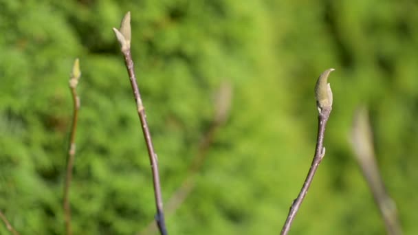 Vårens Bakgrund Unga Blommor Knoppar Grön Bakgrund — Stockvideo