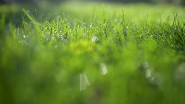 Närbild Färskt Gräs Täckt Med Daggdroppar Sommarbakgrund — Stockvideo