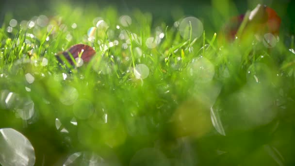 Närbild Färskt Gräs Täckt Med Daggdroppar Sommarbakgrund — Stockvideo