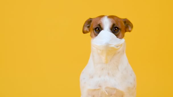 Sarı Arka Planda Yüzünde Tıbbi Maske Takan Sevimli Bir Köpek — Stok video