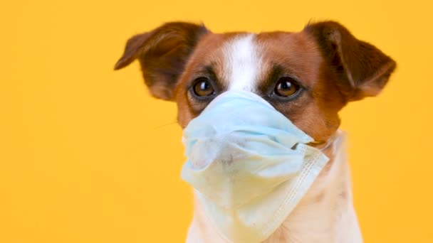 Netter Hund Mit Medizinischer Maske Vor Gelbem Hintergrund Antivirus Konzept — Stockvideo