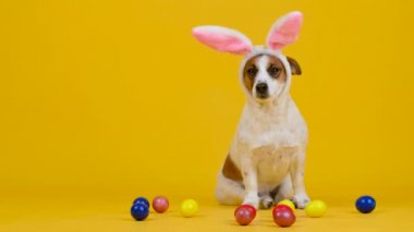 Komik bir köpek, sarı bir stüdyo arka planında renkli Paskalya yumurtalarının yanında oturan Paskalya tavşanı kulakları takar..