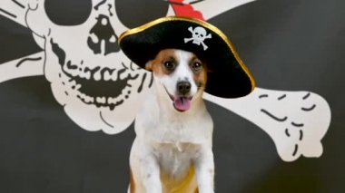 Korsan şapkalı komik bir Jack Russell Terrier köpeğinin portresi. Evcil hayvanlar. Metnin ve tasarımın için arkaplan.