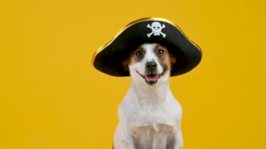 Sarı arka planda korsan şapkalı komik bir Jack Russell Terrier köpeğinin portresi. Evcil hayvanlar. Metnin ve tasarımın için arkaplan.