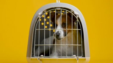 Şirin Jack Russell Terrier köpeği sarı bir stüdyoda köpek taşıdığı için kapalı bir kafeste oturuyor.