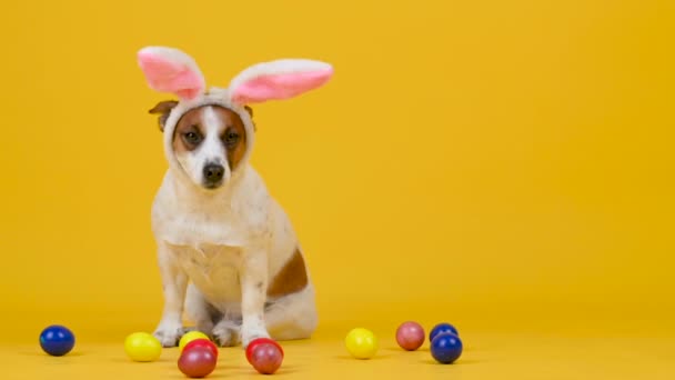 Perro Divertido Lleva Orejas Conejo Pascua Sentado Junto Coloridos Huevos — Vídeos de Stock