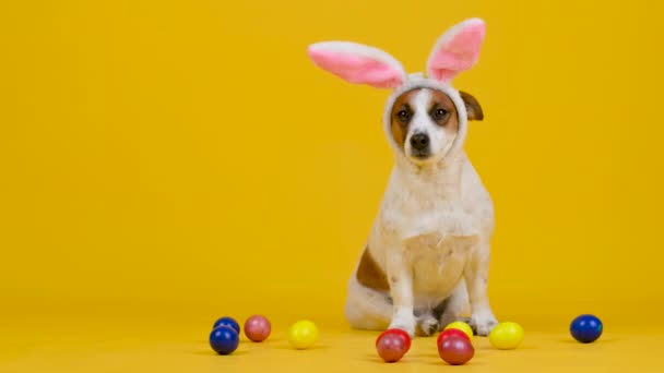 Забавная Собака Носит Пасхальные Кроличьи Уши Сидя Рядом Красочными Пасхальными — стоковое видео
