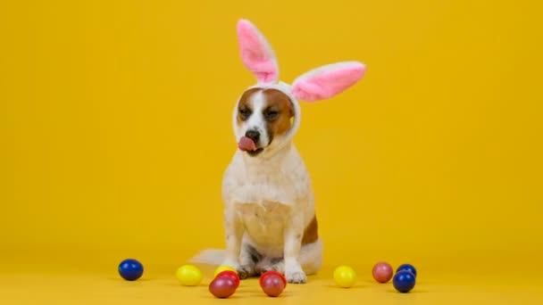 Забавная Собака Носит Пасхальные Кроличьи Уши Сидя Рядом Красочными Пасхальными — стоковое видео