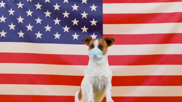 Retrato Lindo Perro Con Una Máscara Médica Cabeza Contra Fondo — Vídeos de Stock