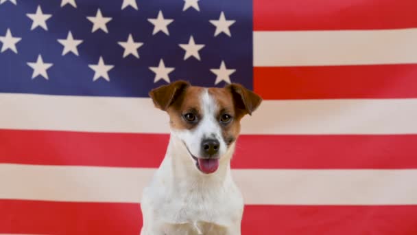 在美国国旗的背景下 一只有趣的狗杰克罗素特里耶的肖像 美国狗的概念 — 图库视频影像