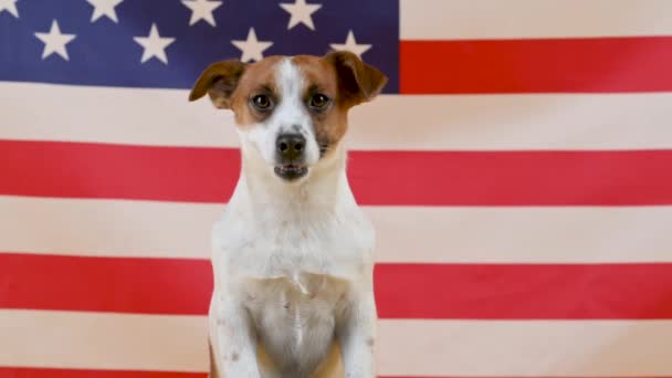 Amerikan Bayrağının Arka Planında Komik Bir Köpek Türü Olan Jack — Stok video