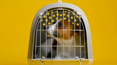 Erkek eller sarı stüdyo arka planında köpeği kafesinden çıkarır.