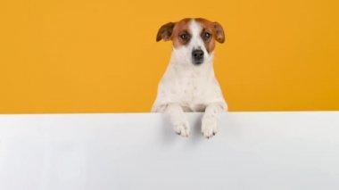Köpek ırkı Jack Russell Terrier 'ın sarı arka planda büyük beyaz bir afişi var. Reklam için boşluk kopyala.