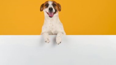 Köpek ırkı Jack Russell Terrier 'ın sarı arka planda büyük beyaz bir afişi var. Reklam için boşluk kopyala.