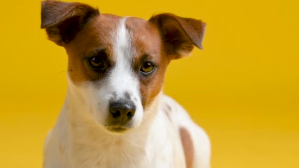 Portret Van Een Schattig Hondenras Jack Russell Terrier Een Gele — Stockvideo
