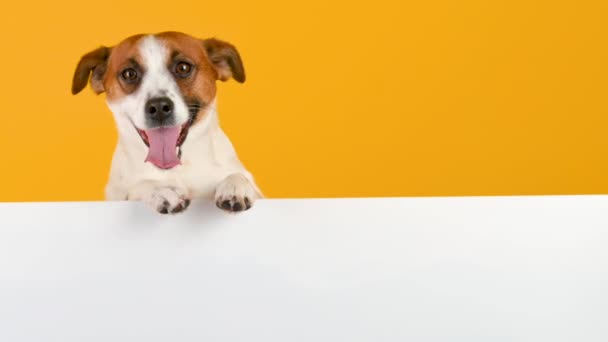 犬は黄色の背景にテキストのための大きな白いバナーを持つジャック ラッセル テリアを繁殖させます 広告のコピースペース — ストック動画