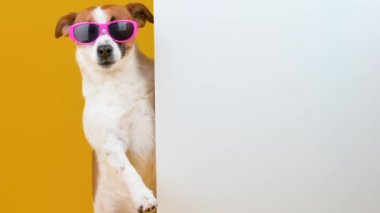 Jack Russell Terrier 'ın güneş gözlüklü köpeği, sarı arkaplandaki yazı için büyük beyaz bir afiş. Reklam için boşluk kopyala.