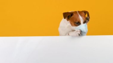 Ağızlığından tıbbi bir maskeyi çıkarmaya çalışan bir köpeğin yakın plan portresi. Evde kal ve güvende kal. Antivirüs konsepti. Yazı için yer