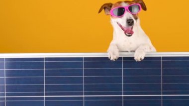 Güneş gözlüklü komik köpek yavrusu Jack Russell turuncu arka planda bir güneş paneli tutuyor. Alternatif enerji kaynakları.
