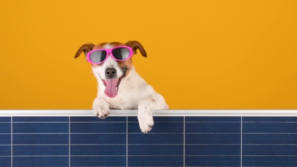 Rolig Hund Ras Jack Russell Solglasögon Håller Solpanel Orange Bakgrund — Stockvideo