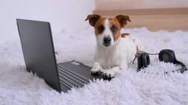 Küçük şirin bir köpek yavrusu Jack Russell Terrier evde dizüstü bilgisayarla yatıp dinleniyor. Evden çalışan serbest çalışan biri. Rahat Hygge Yaşam Tarzı. Köpek ve iş konsepti