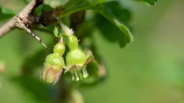 Bektaşi üzümünün çekimlerini yeşil arka plandaki bir dala yakın tut