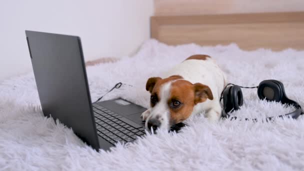 Küçük Şirin Bir Köpek Yavrusu Jack Russell Terrier Evde Dizüstü — Stok video