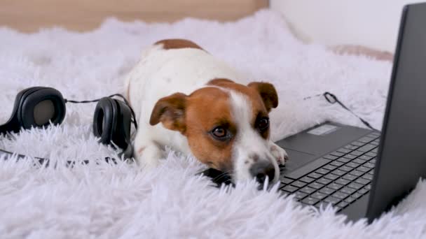 ジャック ラッセル テリアのかわいい犬が寝そべっていて ノートパソコンを持って家のベッドの上で休んでいます 自宅で働いているフリーランス 居心地の良い巨大なライフスタイル 犬とビジネスのコンセプト — ストック動画
