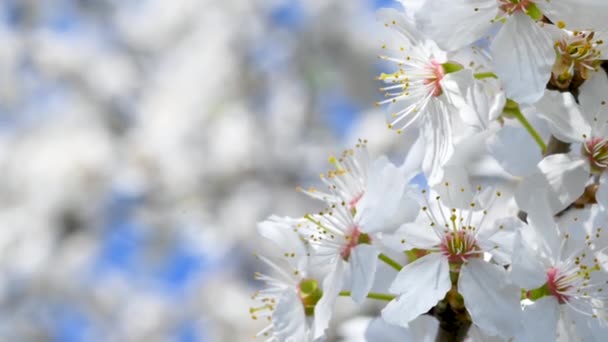 Nahaufnahme Blühender Apfelbaum Vor Dem Hintergrund Eines Strahlend Blauen Himmels — Stockvideo