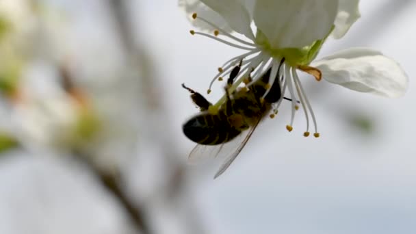 Медовая Пчела Цветущих Яблонях Весенние Цветы — стоковое видео