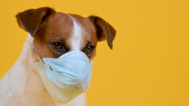Niedliche Kleine Hunderasse Jack Russell Terrier Mit Medizinischer Maske Auf — Stockvideo