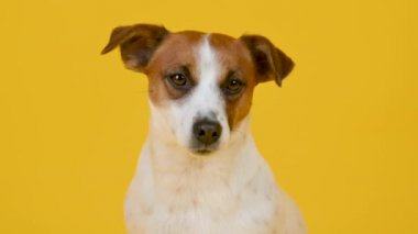 Sarı arka planda şirin bir köpek yavrusu olan Jack Russell Terrier portresi. Metnin ve tasarımın için arkaplan.