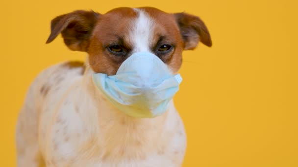 Niedliche Kleine Hunderasse Jack Russell Terrier Mit Medizinischer Maske Auf — Stockvideo