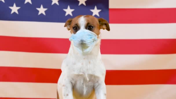 在美国国旗的背景下 一个头戴医疗面具的可爱的狗的合影 呆在家里 保持安全 防毒概念 — 图库视频影像