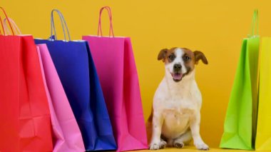 Komik köpek cins Jack Russell Terrier sarı bir stüdyoda alışveriş torbalarının yanında oturuyor.