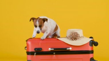 Komik Jack Russell Terrier köpeği sarı bir arka planda izole edilmiş bir şapkanın yanında bavulun üzerinde yatıyor. Tatil ve seyahat kavramı.